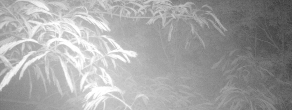 Jul 1 2025  0:00:31, #01