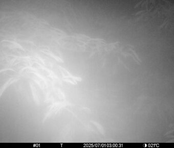 Jul 1 2025  3:00:31, #01