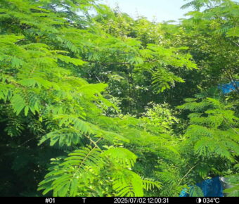 Jul 2 2025 12:00:31, #01