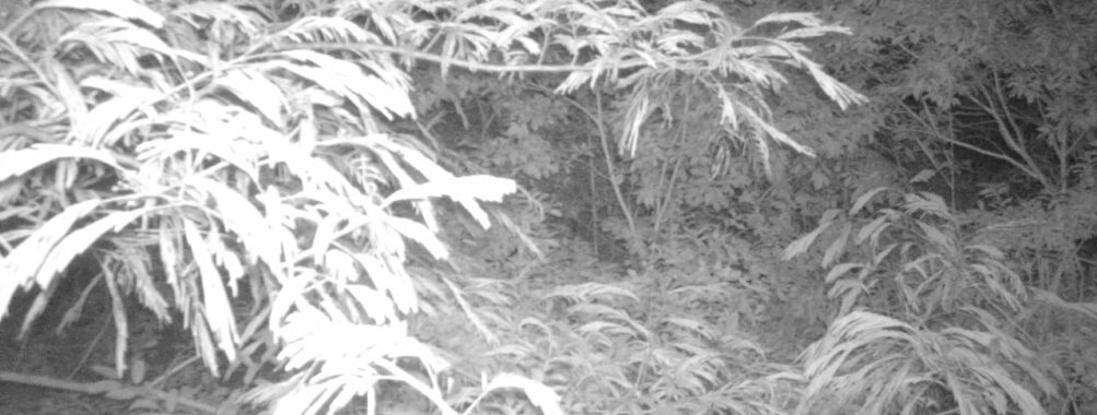 Jul 4 2025  0:00:31, #01
