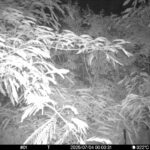 Jul 4 2025  0:00:31, #01