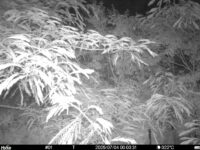 Jul 4 2025  0:00:31, #01