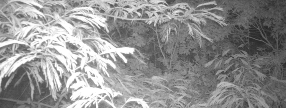 Jul 4 2025 21:00:32, #01