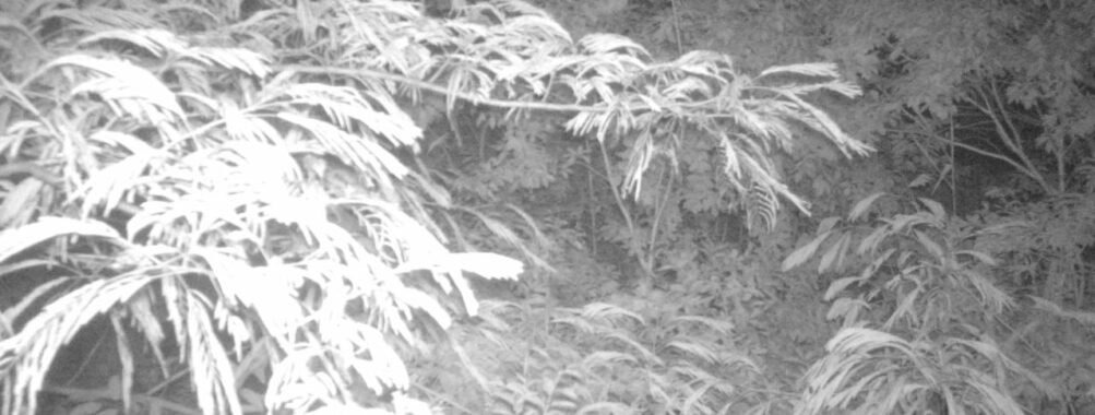 Jul 5 2025  0:00:31, #01