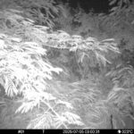 Jul 5 2025  3:00:31, #01