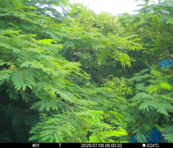 Jul 5 2025  6:00:32, #01