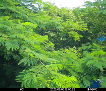 Jul 5 2025 12:00:31, #01