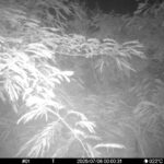 Jul 6 2025  0:00:31, #01