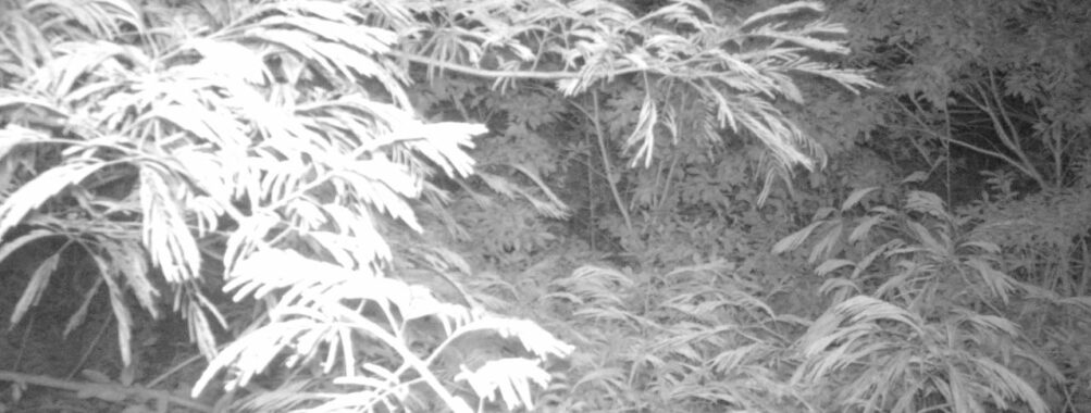 Jul 8 2025  0:00:32, #01