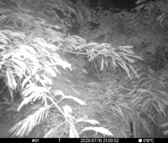 Jul 10 2025 21:00:32, #01