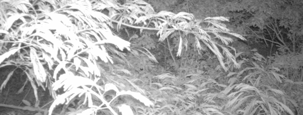 Jul 11 2025  0:00:30, #01