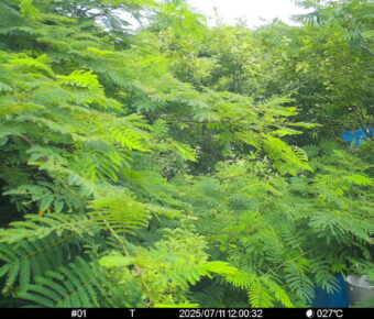 Jul 11 2025 12:00:32, #01