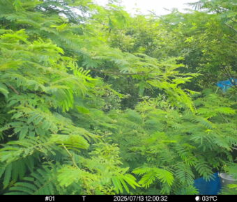 Jul 13 2025 12:00:32, #01