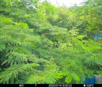 Jul 14 2025 15:00:32, #01