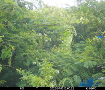 Jul 15 2025 12:00:32, #01