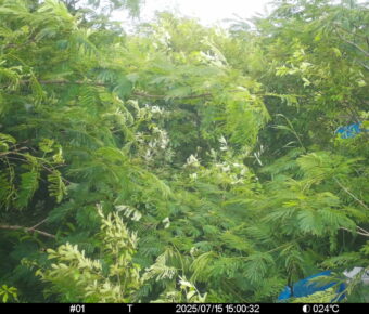 Jul 15 2025 15:00:32, #01