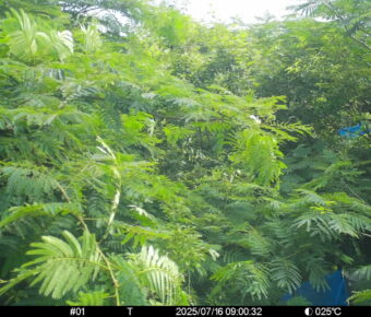 Jul 16 2025  9:00:31, #01