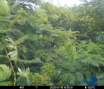 Jul 16 2025 15:00:31, #01