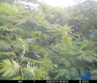 Jul 17 2025  9:00:31, #01