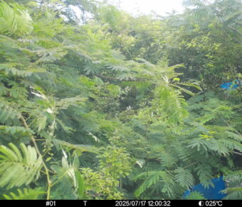 Jul 17 2025 12:00:32, #01
