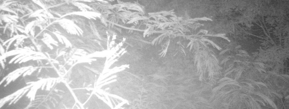 Jul 19 2025  0:00:31, #01