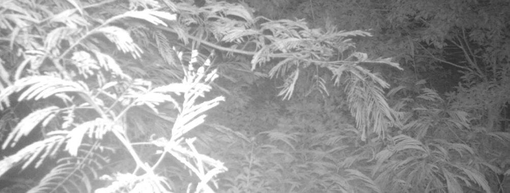 Jul 19 2025 21:00:32, #01