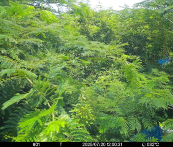 Jul 20 2025 12:00:31, #01