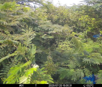 Jul 20 2025 15:00:31, #01