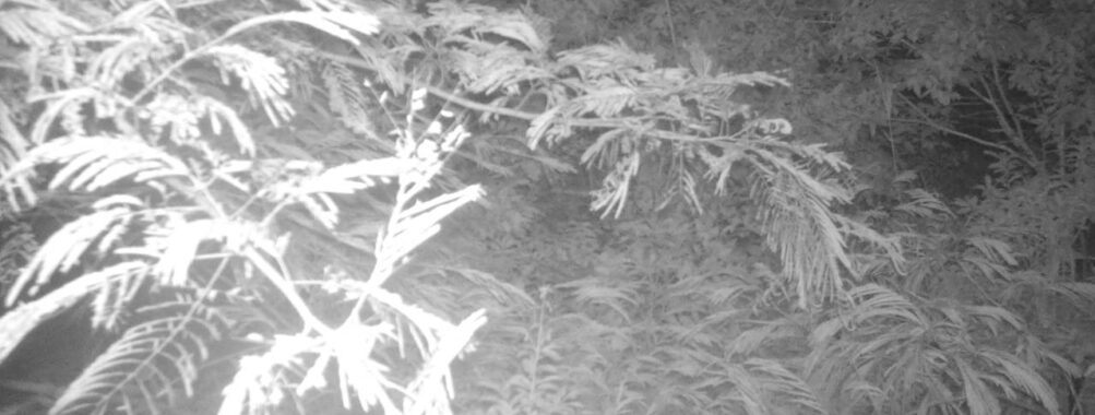Jul 20 2025 21:00:32, #01