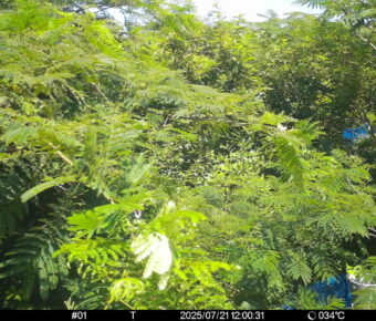 Jul 21 2025 12:00:31, #01