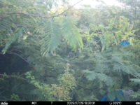 Jul 29 2025 18:00:31, #01