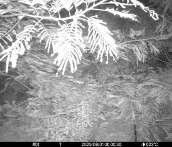 Aug 1 2025  0:00:30, #01