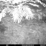 Aug 1 2025  3:00:31, #01