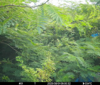Aug 1 2025  9:00:32, #01