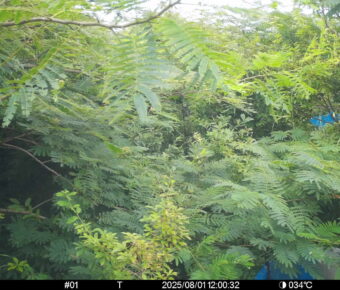 Aug 1 2025 12:00:32, #01