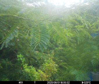 Aug 1 2025 18:00:32, #01