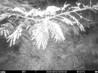 Aug 2 2025  0:00:30, #01