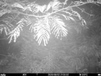 Aug 2 2025 21:00:32, #01