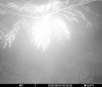 Aug 3 2025  0:00:30, #01