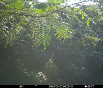Aug 3 2025  6:00:31, #01