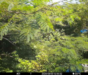 Aug 3 2025 12:00:32, #01