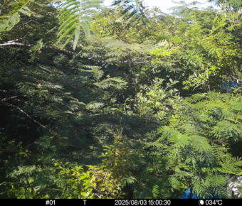 Aug 3 2025 15:00:30, #01