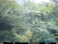 Aug 3 2025 18:00:31, #01