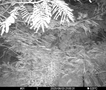 Aug 3 2025 21:00:31, #01