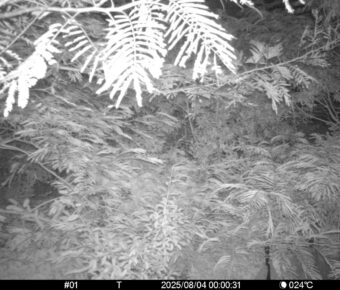 Aug 4 2025  0:00:30, #01