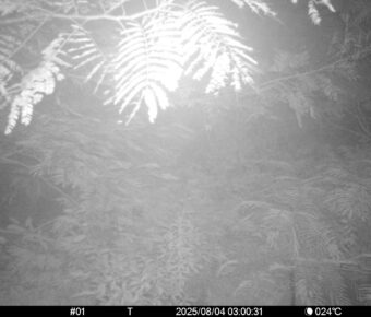 Aug 4 2025  3:00:31, #01