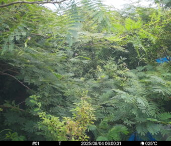 Aug 4 2025  6:00:31, #01