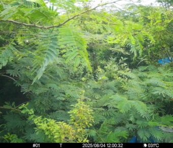 Aug 4 2025 12:00:32, #01