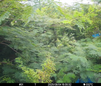 Aug 4 2025 15:00:32, #01