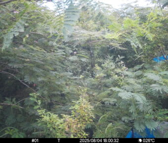 Aug 4 2025 18:00:32, #01